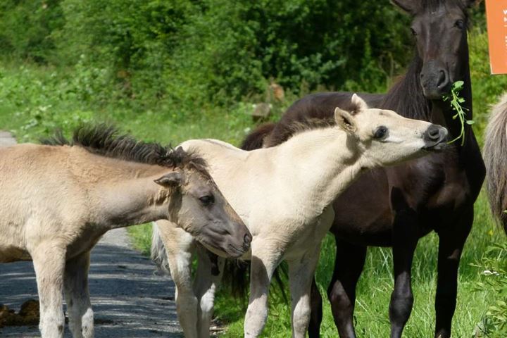 Bekijk foto 35 van Ooijse Bandijk 124