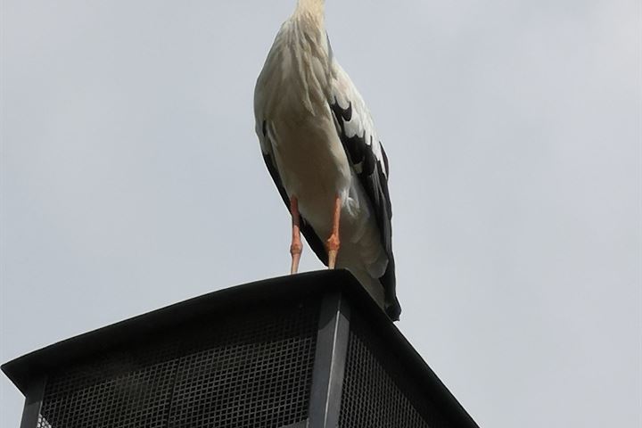 Bekijk foto 36 van Ooijse Bandijk 124