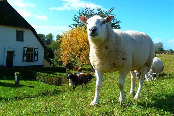 Bekijk foto 34 van Ooijse Bandijk 124