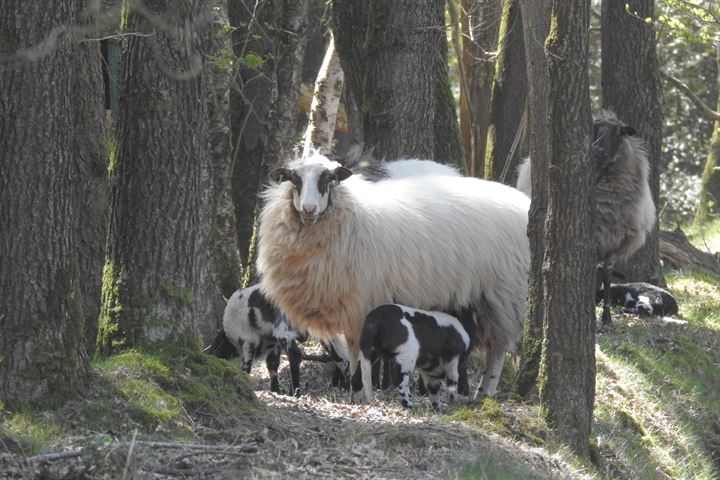 Bekijk foto 52 van Lindenlaan 55