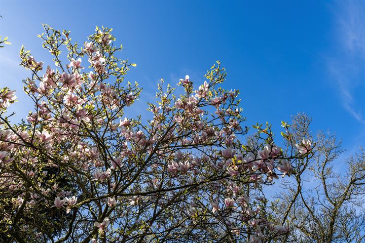 Bekijk foto 96 van Oudendijk 52