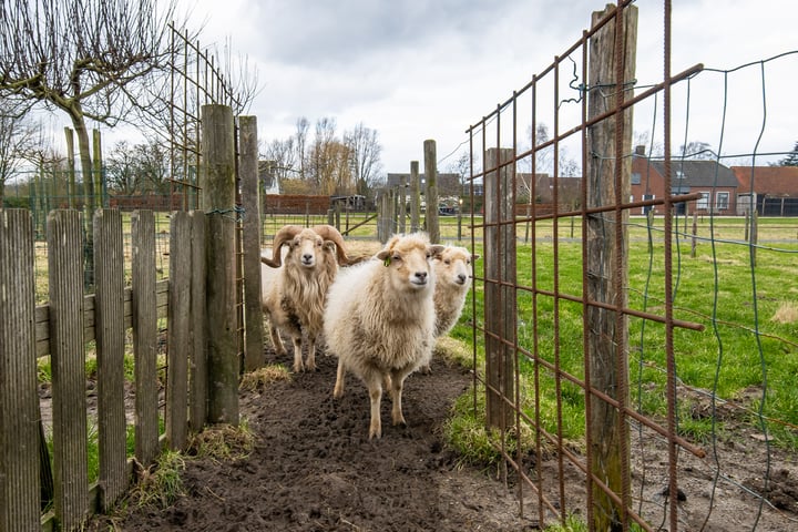 Bekijk foto 24 van Ganzert 4-A