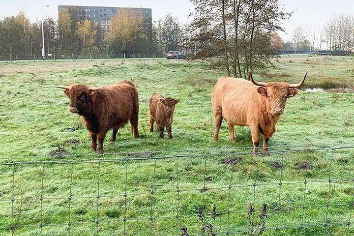 Bekijk foto 26 van Bijsterveldenlaan 425