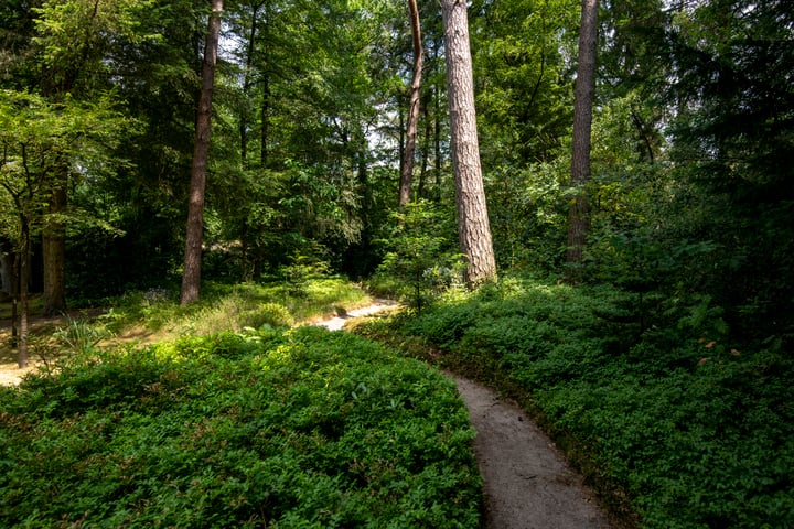 Bekijk foto 43 van Heideroosweg 6