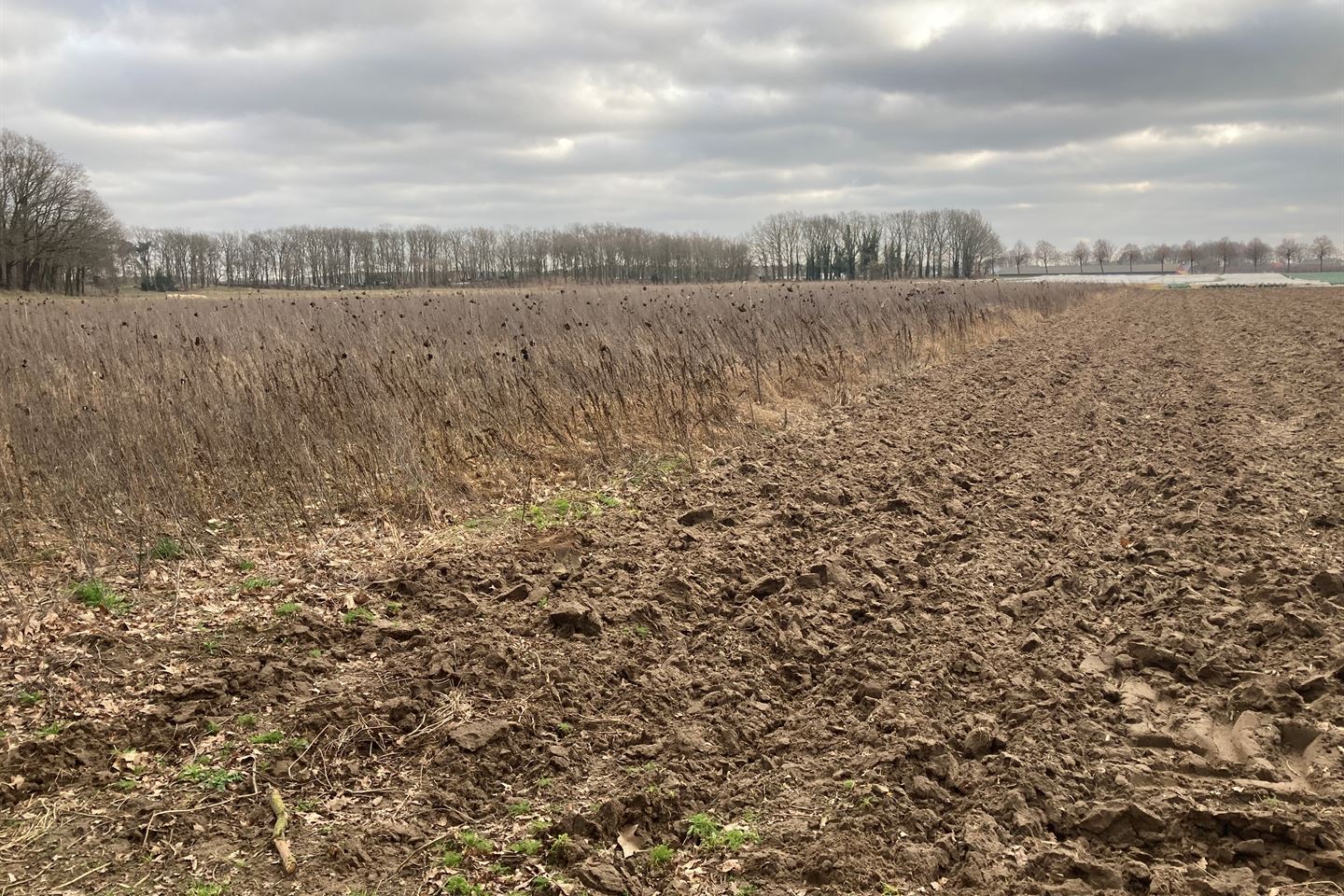 Bekijk foto 2 van Nabij Ruckweg