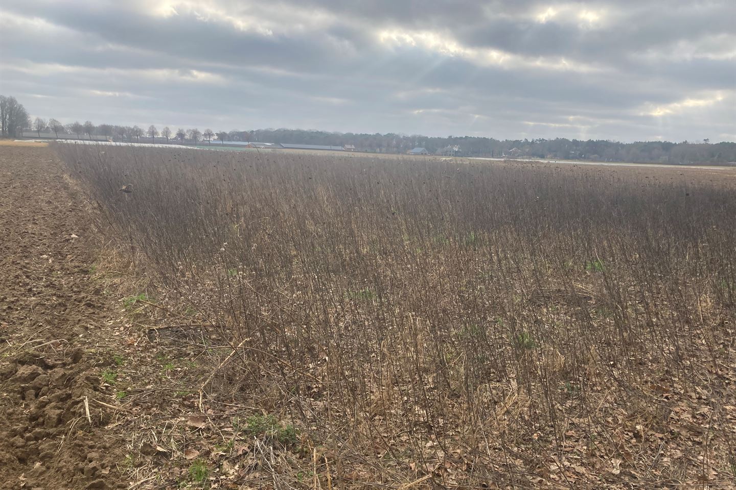 Bekijk foto 4 van Nabij Ruckweg