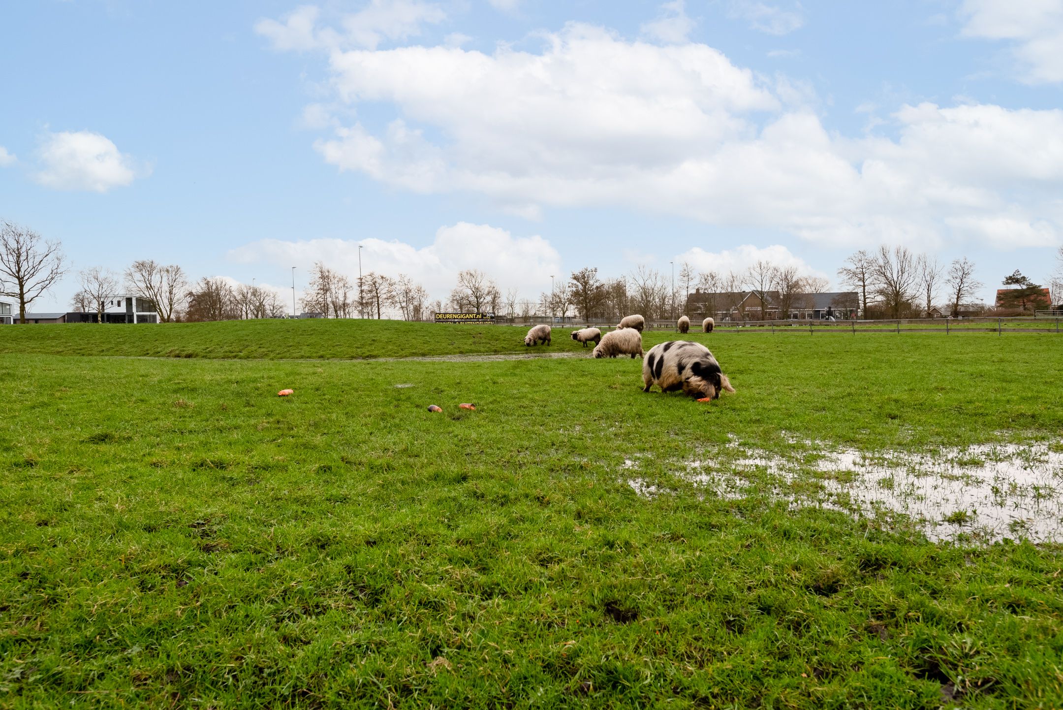 Foto 33 van Burgemeester Dalenbergstraat 50-811A