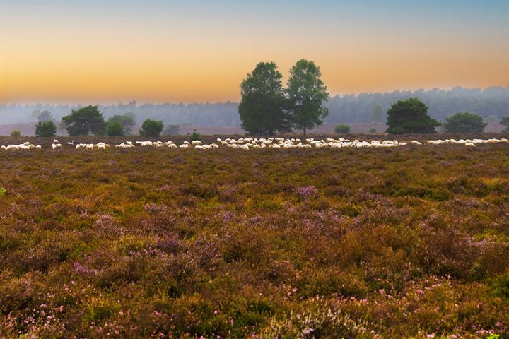 Bekijk foto 52 van Hanendorperweg 354