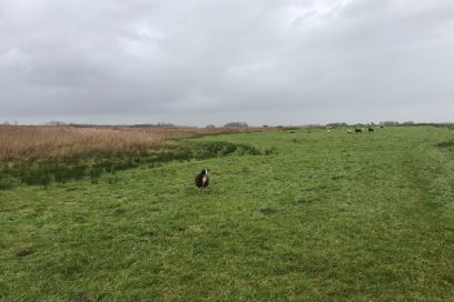 Bekijk foto 4 van Zomerdijk