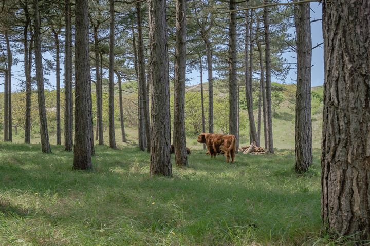 View photo 34 of Hoogeweg 14