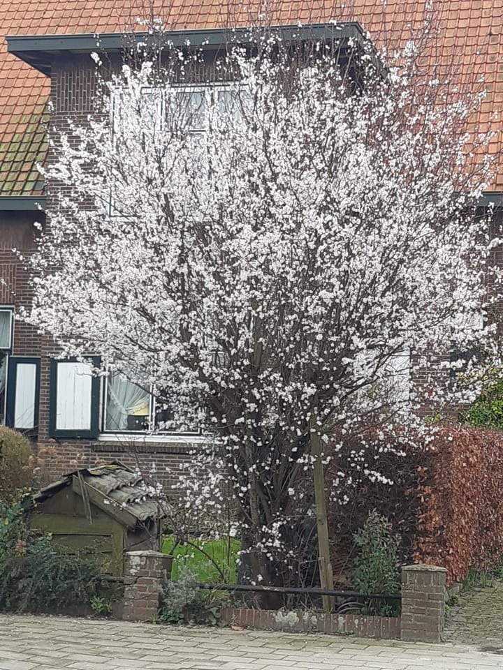 Foto 50 van Voorstraat 58