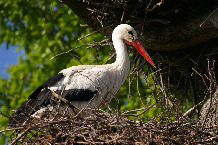 Bekijk foto 39 van Dennenlaan 1