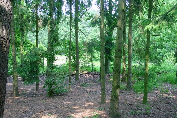 Foto 5 van Strijbosscheweg