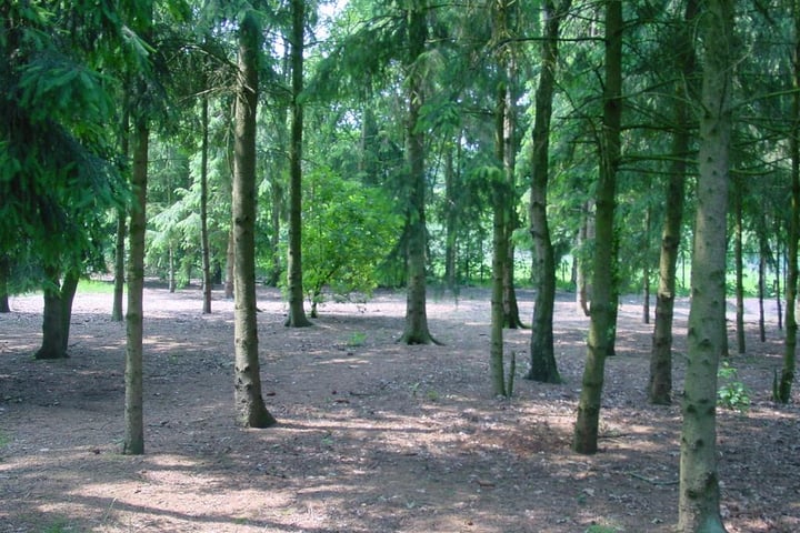 Foto 3 van Strijbosscheweg