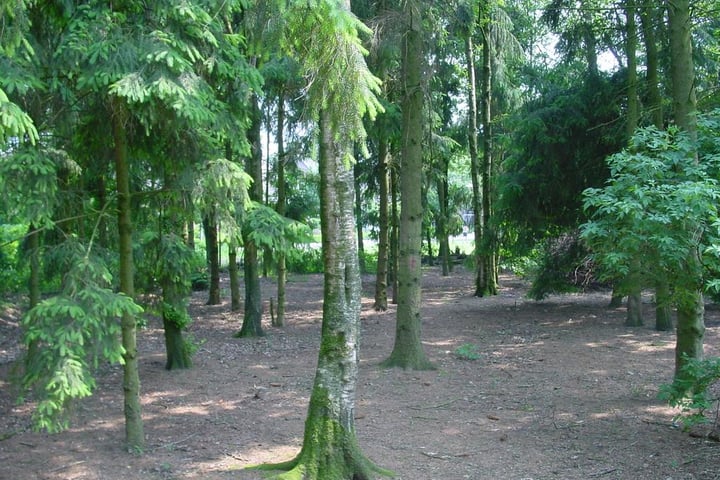 Foto 4 van Strijbosscheweg