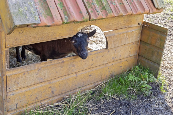 Bekijk foto 30 van Maasdijk 92