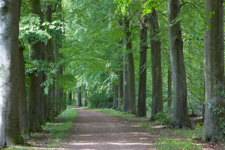 Bekijk foto 34 van Merkusstraat 160