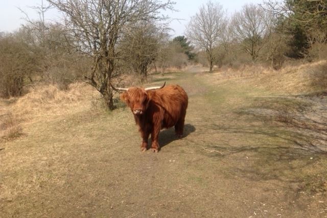 Bekijk foto 76 van Westerduinweg 16