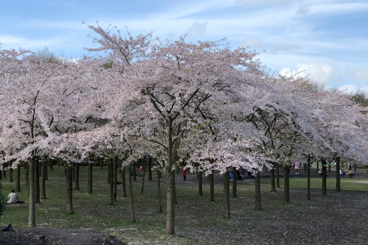 Bekijk foto 34 van Overdam 37