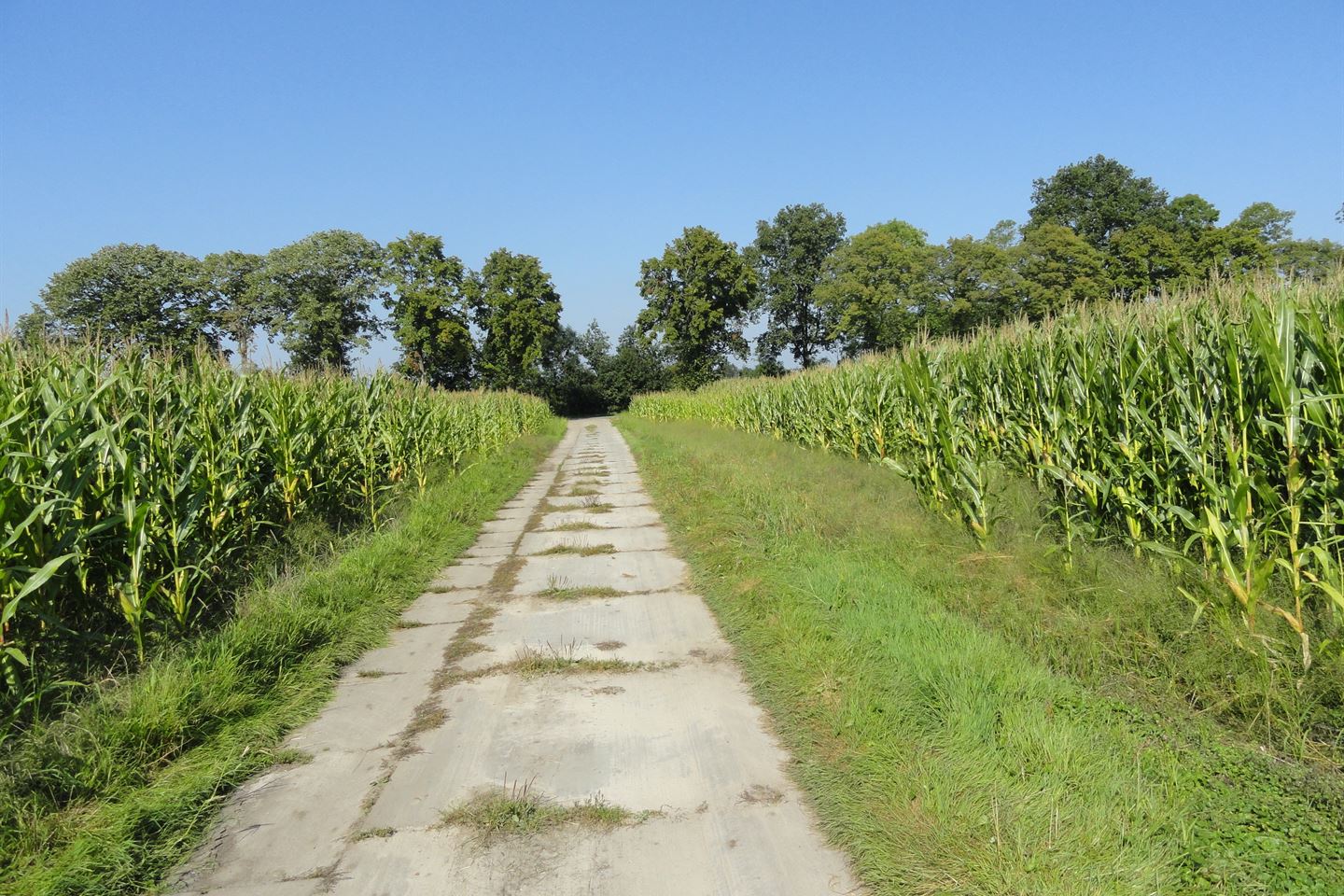 Bekijk foto 1 van Burg Ten Holteweg