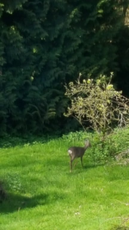 Photo 27 of Wieselse Enkweg 37