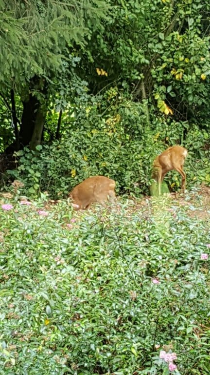 Photo 28 of Wieselse Enkweg 37