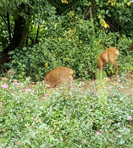 Bekijk foto 28 van Wieselse Enkweg 37