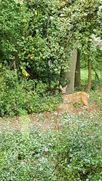 Photo 26 of Wieselse Enkweg 37