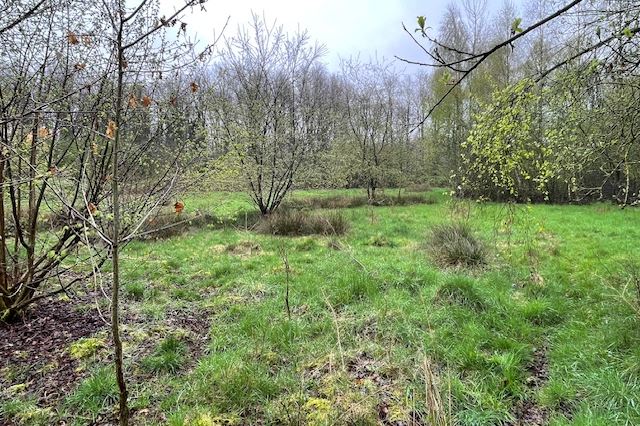 Bekijk foto 4 van Groeneweg ong. - Perceel bosgrond