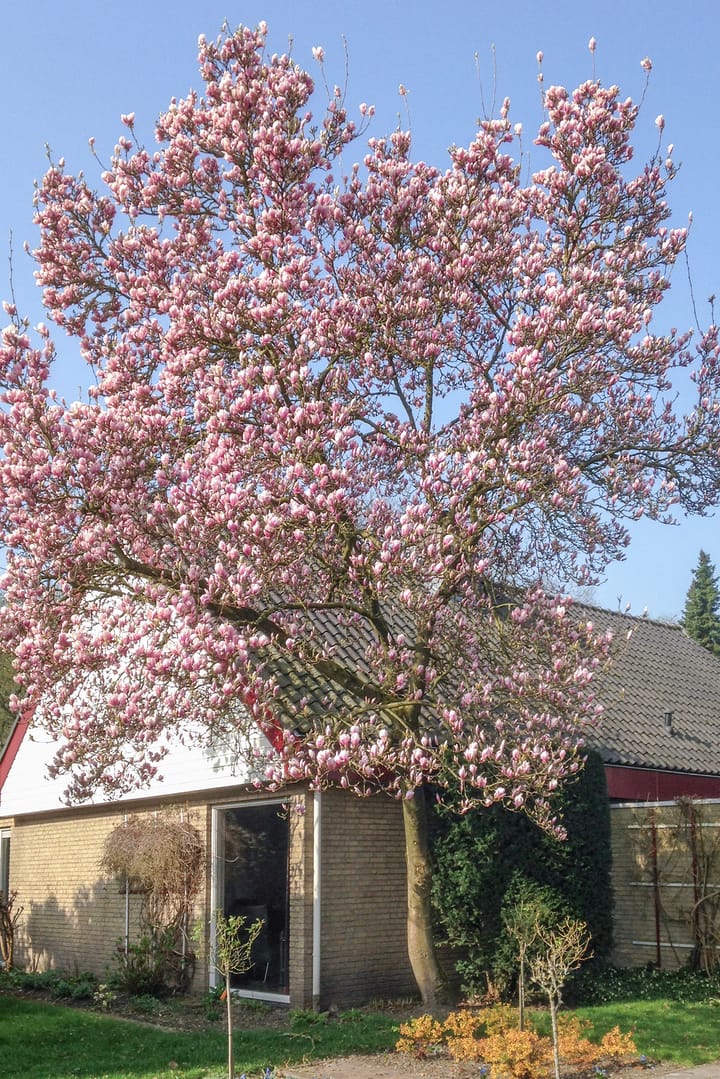 Foto 42 van Nicolaas Beetslaan 7