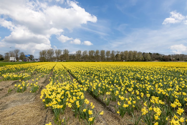 Bekijk foto 38 van Katwijksestraat 25