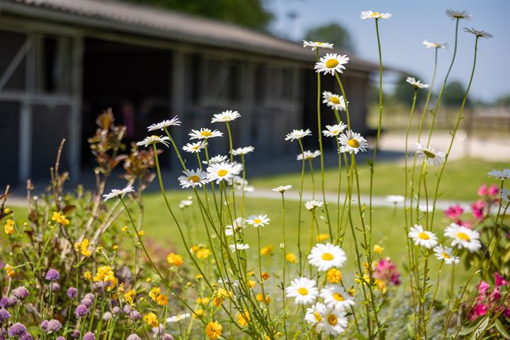 Bekijk foto 39 van Veluwsedijk 6