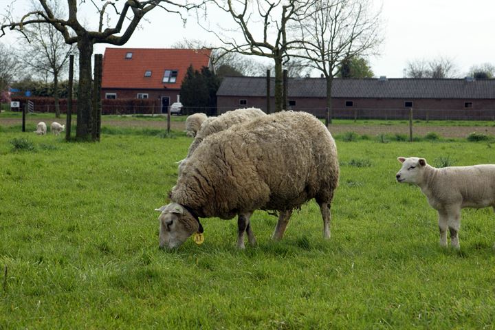 Bekijk foto 23 van Leutsestraat