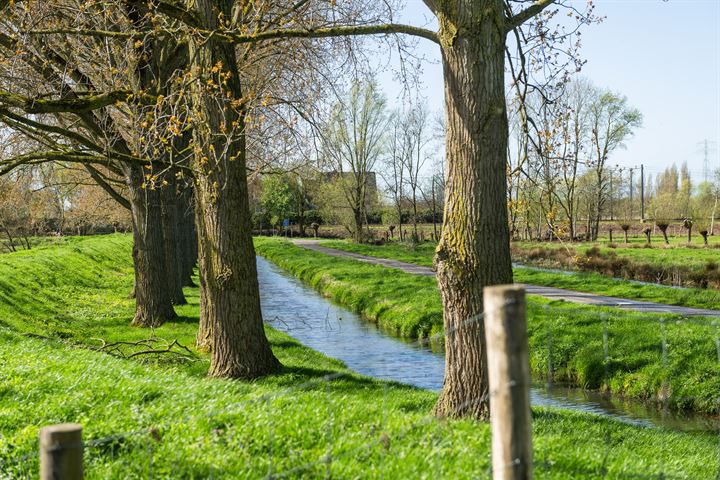 Bekijk foto 37 van Spiegelkarper 14