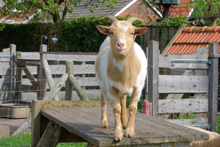 Bekijk foto 34 van Mooie Vrouwenweg 22