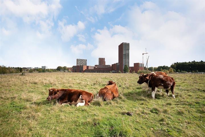 Bekijk foto 35 van Meerzand 24