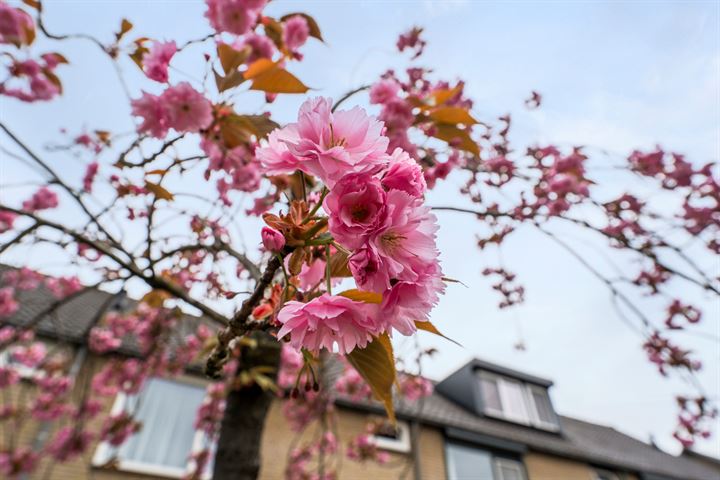 Bekijk foto 5 van Hof van Putten 27