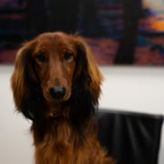 Archie - chef barketing - Officemanager