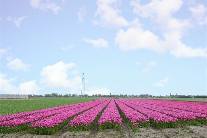 View photo 41 of Zwaagdijk 278