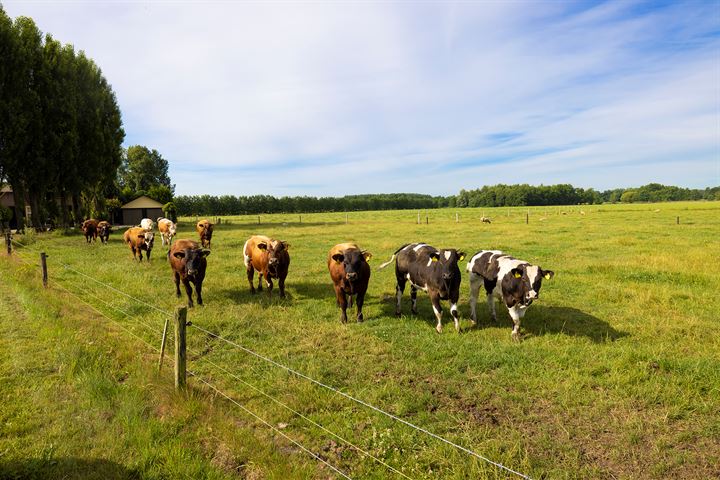 Bekijk foto 47 van Koeweg 2