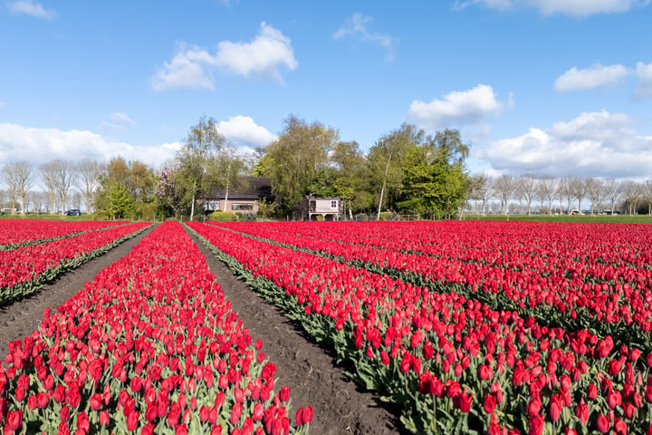 Bekijk foto 5 van Purmerenderweg 30