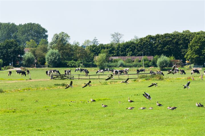 Bekijk foto 31 van Nemelaar 4