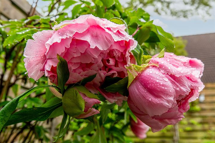 Bekijk foto 26 van Willem-Alexanderplantsoen 120