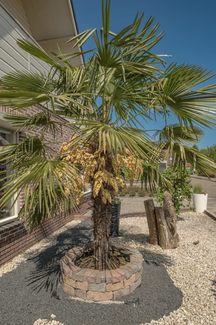 Foto 9 van Pastoor Muitemanstraat 23