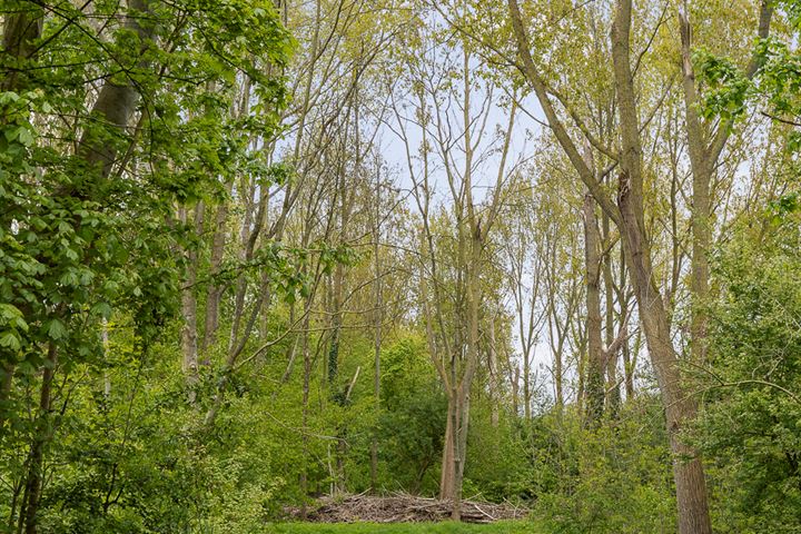 Bekijk foto 49 van Het Roege Bos 43