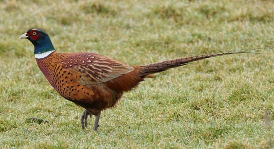 Foto 49 van Lithoijense Dijk 14-A