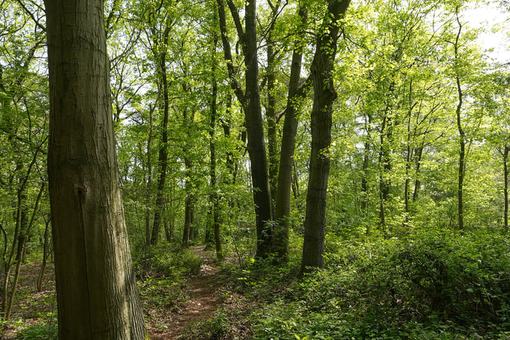 Bekijk foto 73 van Christoffelweg 6