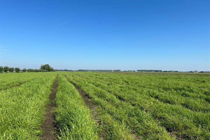 Batelaan, Koudekerk aan den Rijn