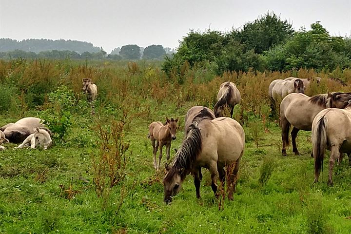 Bekijk foto 47 van Hollandse Hout 366