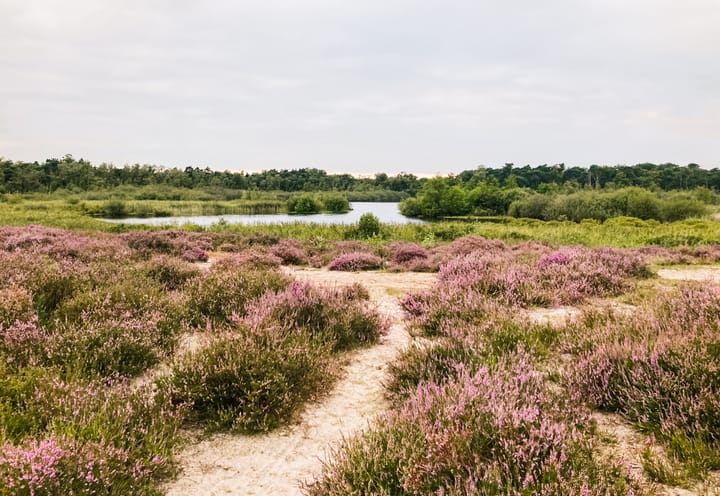 Foto 15 van Brandsbeemdseweg bouwkavel 3